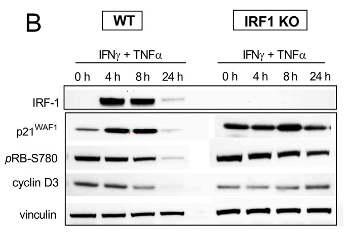 The expression of the indicated proteins was assessed by means of Western Blot analysis.jpg